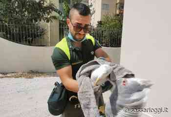 Alghero, a terra e con l'ala rotta, salvato un gabbiano reale - Sassari Oggi