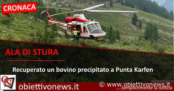 ALA DI STURA – Recuperato un bovino precipitato a Punta Karfen (FOTO) - ObiettivoNews