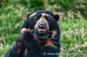 Preservarán hábitat del oso frontino en el "Ramal de Calderas" - La Prensa de Lara