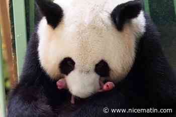 "Fleur de Coton" et "Petite Neige", les jumelles de la panda Huan Huan sont "en parfaite santé"