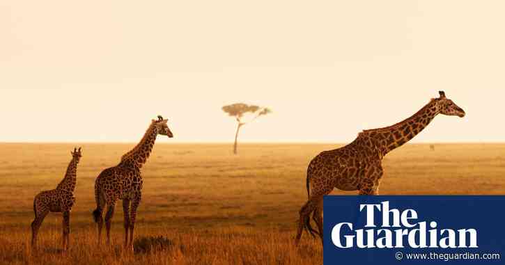 Giraffe grandmothers are high-value family members, say scientists