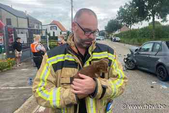 Man ernstig gewond bij zware klap in Riemst, brandweer neemt hondjes mee - Het Belang van Limburg