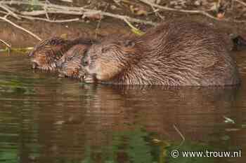 Zo zuidelijk in Europa is de bever in vijf eeuwen niet gezien - Trouw