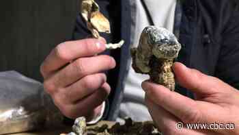 B.C. non-profit challenges Health Canada to end 50-year prohibition on 'magic mushrooms'