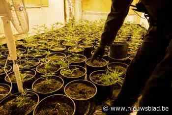 Veertiger uit kinrooi houdt wietplantage in kelder tante: “Een uitkering, maar wel een luxeleven” - Het Nieuwsblad