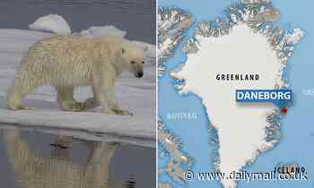 'Problematic' polar bear in Greenland may be shot dead after it endangered several people recently