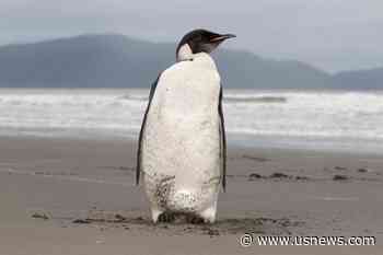 Melting Ice Imperils 98% of Emperor Penguin Colonies by 2100