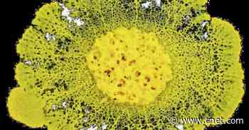 Scientists launching Blob the slime mold into space     - CNET