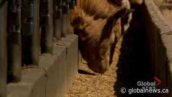 Alberta ranchers struggling to feed cattle amidst extreme drought