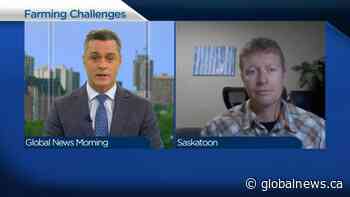 Saskatoon-area farmer on challenges now and in the future | Watch News Videos Online - Globalnews.ca