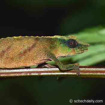 One of World’s Rarest Chameleons Found Clinging to Survival in Patches of Rainforest in Malawi