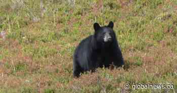 Bear euthanized after officials determine it was likely behind woman’s death in northern Alberta