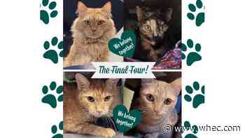 Lollypop: Only 4 cats who still need homes after Perinton fire where 90+ cats were rescued