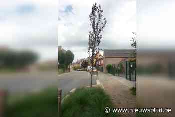 Vandalen vergiftigen sierboom Hogerlucht (Ronse) - Het Nieuwsblad