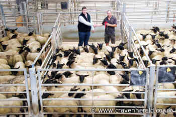 Store lambs success for Bolton Abbey's James Foster - Craven Herald