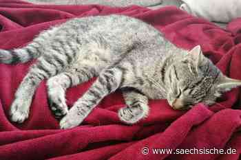 Riesa: Verschwundene Tiere versetzen Katzenbesitzer in Sorge - Sächsische.de