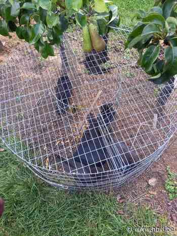 Klacht tegen vallen voor kraaiachtigen: Natuurinspectie sta... (Borgloon) - Het Belang van Limburg Mobile - Het Belang van Limburg