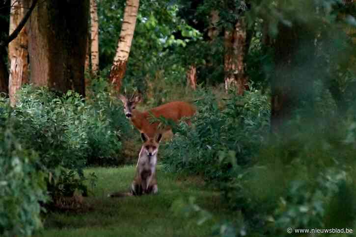 “Ik kon mijn ogen niet geloven toen ik het zag”: Vlaamse kan vos én reebok samen fotograferen in bos