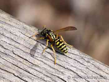 Hort Society: Why wasps crash your dinner party - Leduc Representative