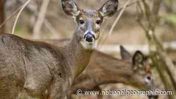 Wild U.S. deer found with coronavirus antibodies - National Geographic
