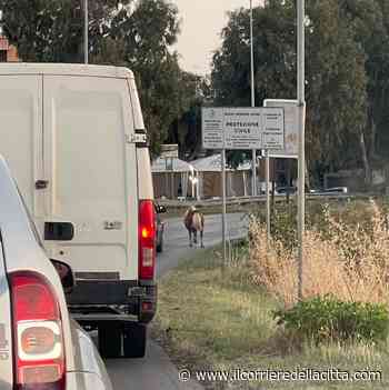 Ardea, carabinieri e polizia locale inseguono fuggiasco… a quattrozampe: bloccata via Pratica di Mare per recuperare un pony - Il Corriere della Città