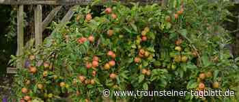 Landkreis spendet Baum für jedes neugeborene Kind - Traunsteiner Tagblatt