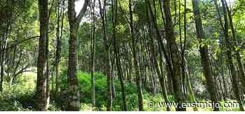 3 timber smugglers held in Assam’s Dulung reserve forest, elephant seized - EastMojo