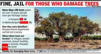 Forest dept to tag 100 old trees with ‘heritage’ status - Times of India