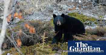 Woman killed in rare attack by black bear in remote Alberta forest - The Guardian
