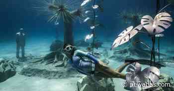 Sunken forest invites divers to explore mysterious underwater playground - New Atlas