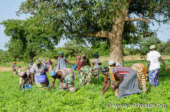 How an 'Olympic Forest' can speed up the Great Green Wall - World Economic Forum