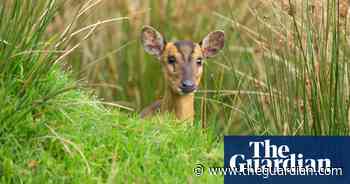 Secrets of the New Forest – and where to spot its elusive wildlife - The Guardian