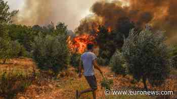 Dramatic evacuations by sea as forest fires rage in Italy and Turkey - Euronews
