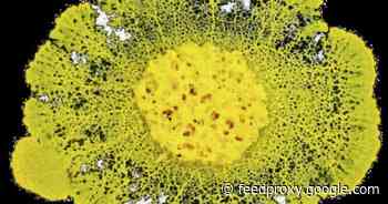 Scientists launching Blob the slime mold into space     - CNET