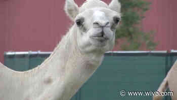 How the pandemic is changing this year's Niagara County Fair