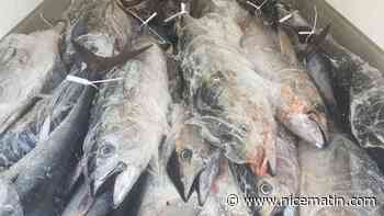 1,25 tonne de thon rouge et d'espadon saisie: lourdes peines encourues pour un pêcheur de Sanary