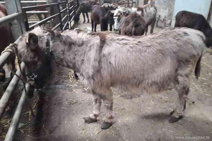 Hulpactie ín de hulpactie: Natte Pootjes stoot op zware dierenverwaarlozing in overstroomd Waals pseudo-asiel