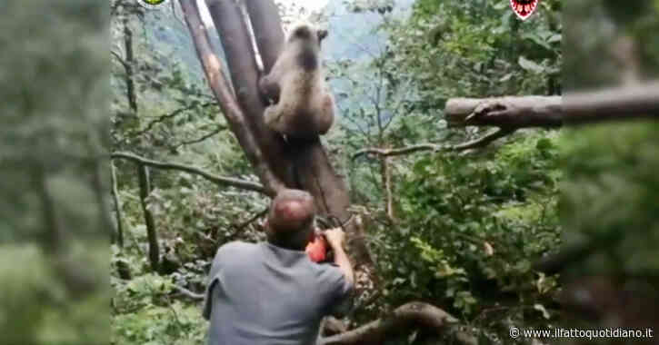 Trentino, cucciolo di orso incastrato tra gli alberi: le complesse operazioni per liberarlo – Video