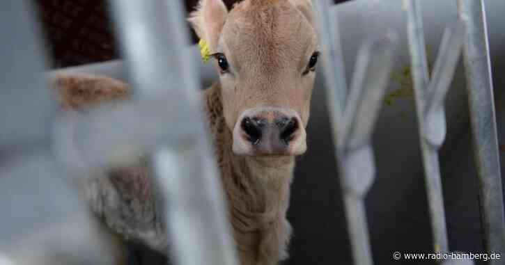 Tierwohlpreis für vier Betriebe im Freistaat