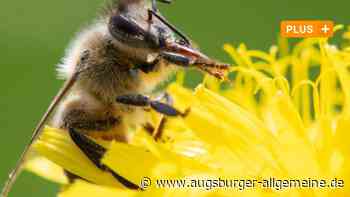 Antrag der Grünen: Pfaffenhofen soll pestizidfreie Kommune werden