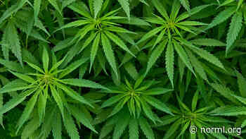 Puerto Rico: Law Signed Protecting Medical Cannabis Patients from Employment Discrimination - Norml