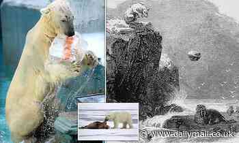 Polar bears use ice blocks and boulders to bludgeon unsuspecting walruses