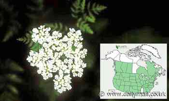 Invasive toxic hemlock that can be deadly if consumed is wreaking havoc in 43 US states