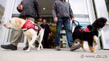 Conservatives call for national standards on service dogs for veterans with PTSD