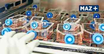 Neue Behandlung für kaputte Gelenke in Bad Belzig: Chirurg möchte künftig Knorpelzellen transplantieren - Märkische Allgemeine Zeitung