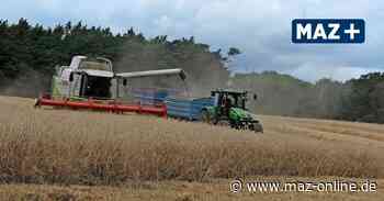 Bauern rund um Bad Belzig sehen durchschnittliche Erträge als gute Nachricht - Märkische Allgemeine Zeitung