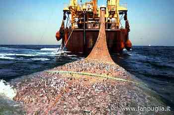 E’ allarme per il fermo pesca in Puglia - Fanpuglia