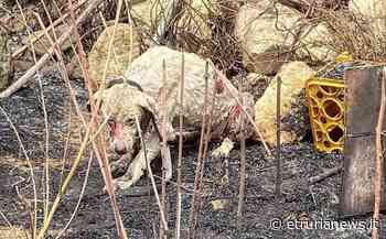 Sardegna, cane pastore fermo davanti alle fiamme per difendere le "sue" pecore: è pieno di ustioni, ma si salverà - Paolo Gianlorenzo