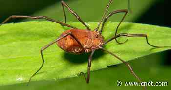 Scientists tweak daddy long legs genes to create daddy short legs     - CNET