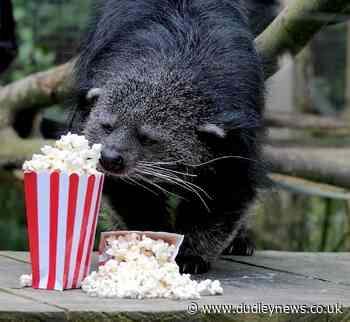 Dudley Zoo's bearcat tries film snacks as cinema nights near | Dudley News - Dudley News